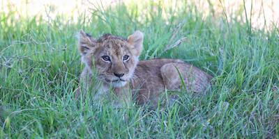 3days masai mara 4x4 jeep private safari - Photo 1
