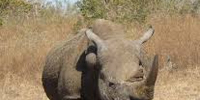 Days closer to your dreams! 4 days 3 nights samburu & olpejeta conservancy - Photo 3
