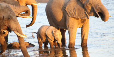 5 days tanzania wildlife safari - Photo 4