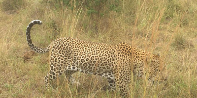 Nairobi national park day trip - Photo 2