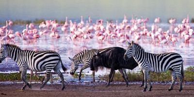 7 days masai mara / nakuru / amboseli / tsavo west - mombasa - Photo 1