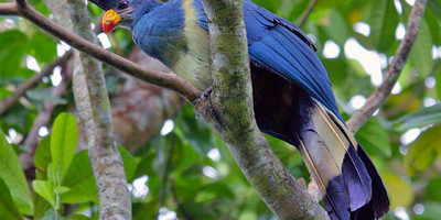 15 days birding safari - Photo 3