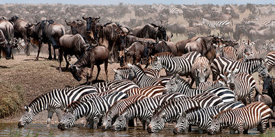 3 days masai mara daily departures - Photo 8