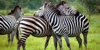 4 days mgahinga national park & lake mburo national park - Photo 2