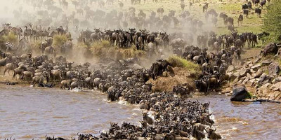  8 days tanzania serengeti wildebeest migration safari adventure - Photo 3