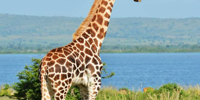 10 days best of uganda safari. - Photo 2