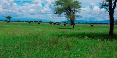  two 2 days mid-range tarangire, ngorongoro crater - Photo 7