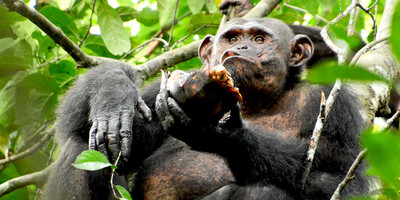 5 days gorilla tour in uganda - Photo 2