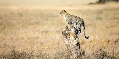 3 day tanzania wildlife safari - Photo 5