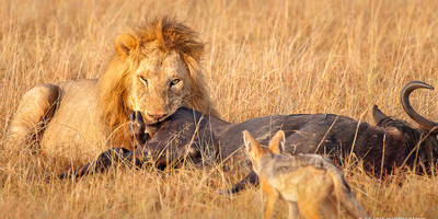 10 DAYS KILIMANJARO TREKKING AND SAFARI - Photo 9