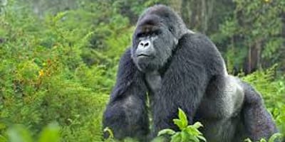 5 days uganda tour including gorilla tracking in bwindi. - Photo 1