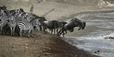 7 Day Great Migration Classic Tanzanian Safari - Photo 6