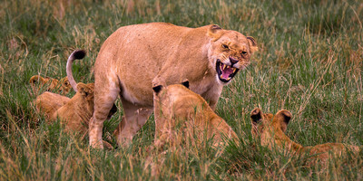 A thrilling safari experience with an eco-friendly kruger national park - Photo 3