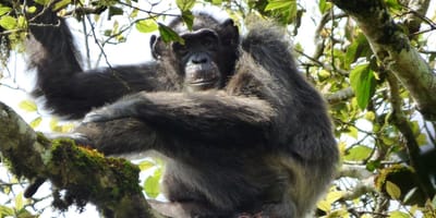 6 days best of rwanda budget safari - Photo 3