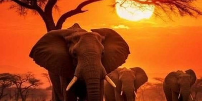 3 days affordable shared safari from zanzibar - Photo 1
