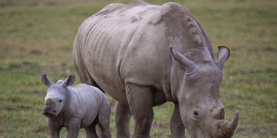 7 days best of kenya safari – explore big five parks & stay at premium sopa lodges - Photo 1
