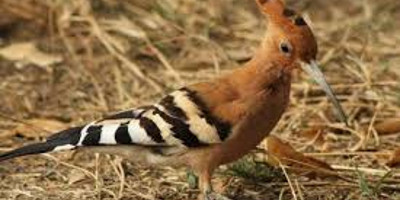 17 days kenya bird watching safari - Photo 2
