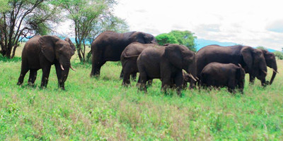 4 days tanzania safari booking last minute - Photo 6