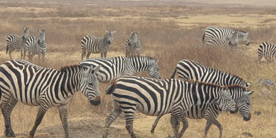  days tanzania camping (budget)safari tarangire ngorongoro - Photo 7