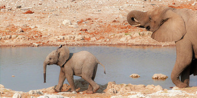 3 Days Etosha National Park Tour - Photo 9