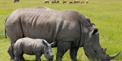 Nairobi national park daily departures - Photo 6