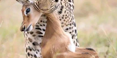 5-day safari in kenya: amboseli, lake nakuru & masai mara experience - Photo 8