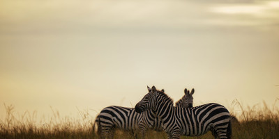 Ngorongoro crater day trip - Photo 2