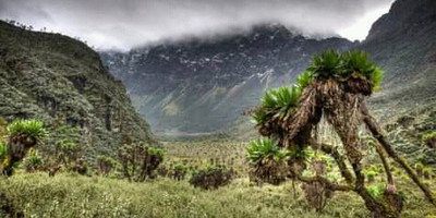 8 days mountaineering( the rwenzori mountain ranges) - Photo 2