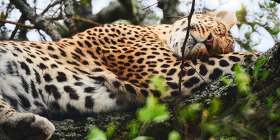 4 days serengeti national park & ngorongoro crater - Photo 2