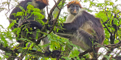 Udzungwa mountain and mikumi walking safari - Photo 1