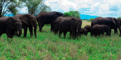 4 days tanzania camping (budget) safari tarangire, serengeti and ngorongoro - Photo 13