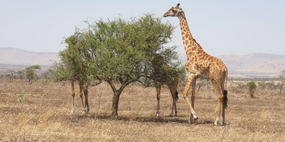 5 days tanzania private safari - Photo 7