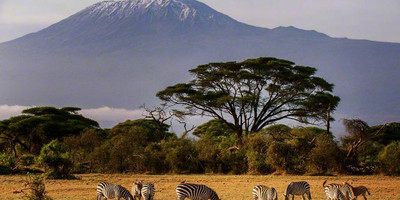 Discover amboseli: a safari of elephants and iconic views - Photo 8