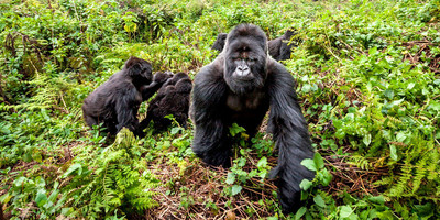 1 day gorilla trekking in uganda - Photo 3