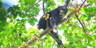 8 days gorilla,chimpanzee and wildlife uganda safari - Photo 3