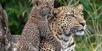 Discover kenya’s wild side: 5-day samburu, ol pejeta & aberdares tour - Photo 6