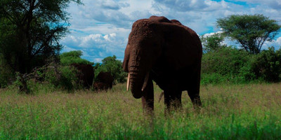 3 days tanzania camping (budget) safari - Photo 4