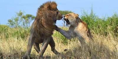 10 Day Northern Tanzania Safari - Photo 1