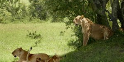 Masai mara budget camping safari - Photo 2