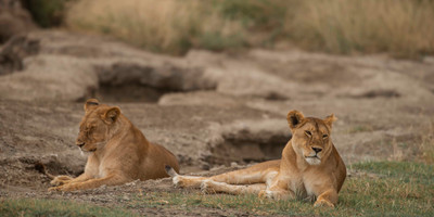 7 days luxury safari - Photo 1