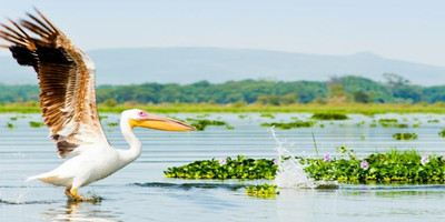 9 days bird watching safari in kenya - Photo 2
