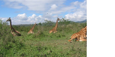 5 days tanzania sharing luxury safari - Photo 1