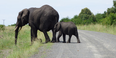 3 days queen elizabeth wildlife safari - Photo 4
