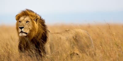 2 days tanzania camping safari - Photo 1