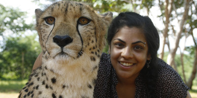 Cheetah and lion interaction - mukuni big 5 - Photo 1