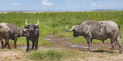 Marvellous 4 days masai mara & lake nakuru trip - Photo 2