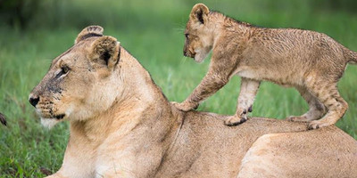 Tanzania classic bush safari adventure - Photo 2