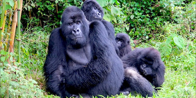 1 day gorilla trekking in uganda - Photo 2