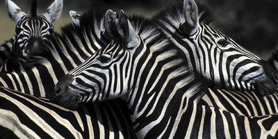 11 DAYS KILIMANJARO TREKKING AND SAFARI - Photo 4