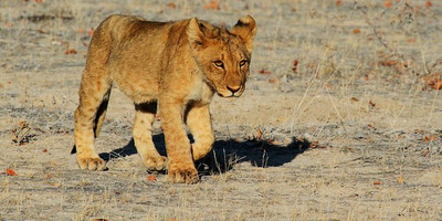 2 days wildlife etosha safari namibia- camping - Photo 1